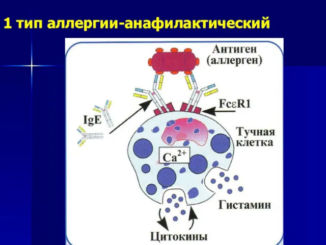 1 тип аллергии-анафилактический