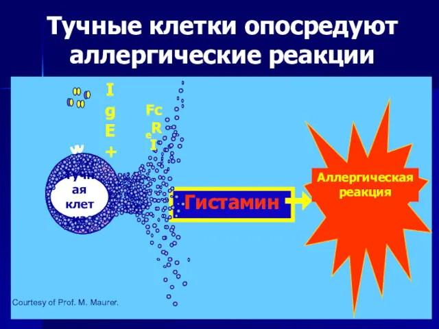 Тучные клетки опосредуют аллергические реакции Тучная клетка FceRI IgE + Courtesy of Prof. M. Maurer.