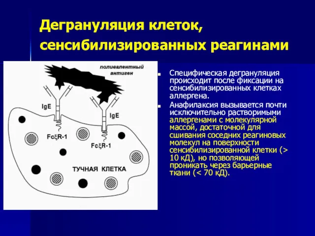 Дегрануляция клеток, сенсибилизированных реагинами Специфическая дегрануляция происходит после фиксации на