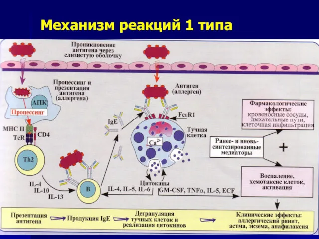 Механизм реакций 1 типа