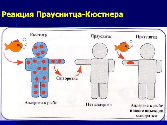 Реакция Прауснитца-Кюстнера