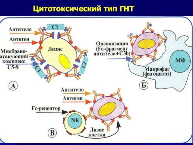 Цитотоксический тип ГНТ