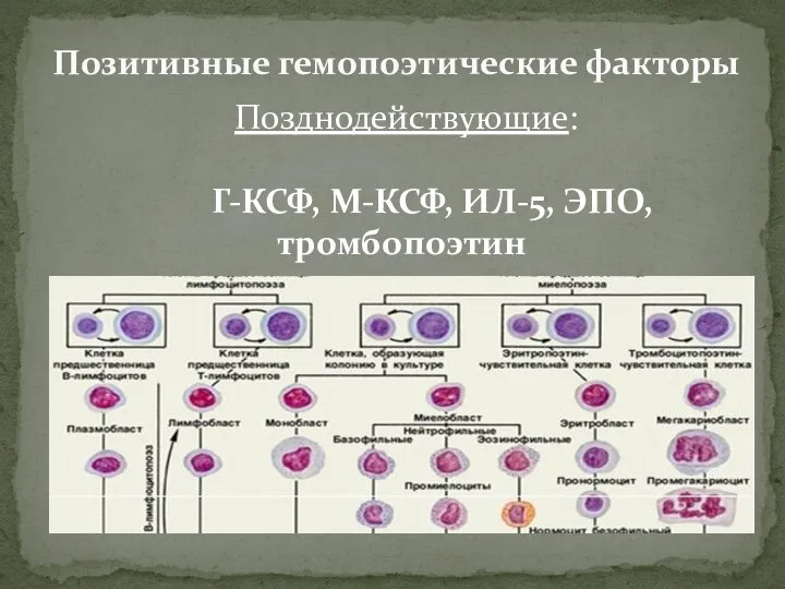 Позитивные гемопоэтические факторы Позднодействующие: Г-КСФ, М-КСФ, ИЛ-5, ЭПО, тромбопоэтин