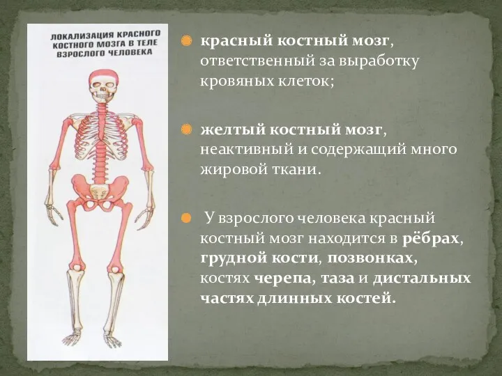 красный костный мозг, ответственный за выработку кровяных клеток; желтый костный