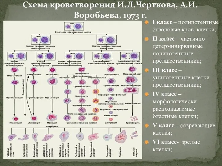 I класс – полипотентные стволовые кров. клетки; II класс –