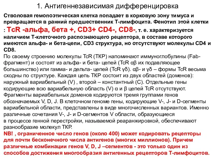 Cтволовая гемопоэтическая клетка попадает в корковую зону тимуса и превращается