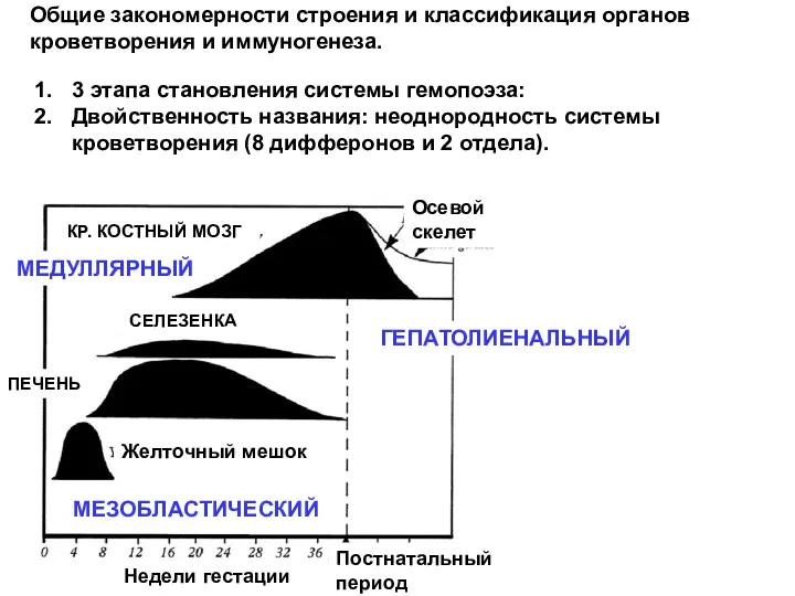 Недели гестации КР. КОСТНЫЙ МОЗГ Осевой скелет конечности СЕЛЕЗЕНКА ПЕЧЕНЬ Желточный мешок Постнатальный