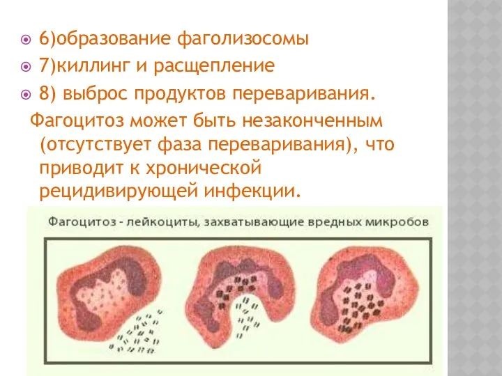 6)образование фаголизосомы 7)киллинг и расщепление 8) выброс продуктов переваривания. Фагоцитоз может быть незаконченным