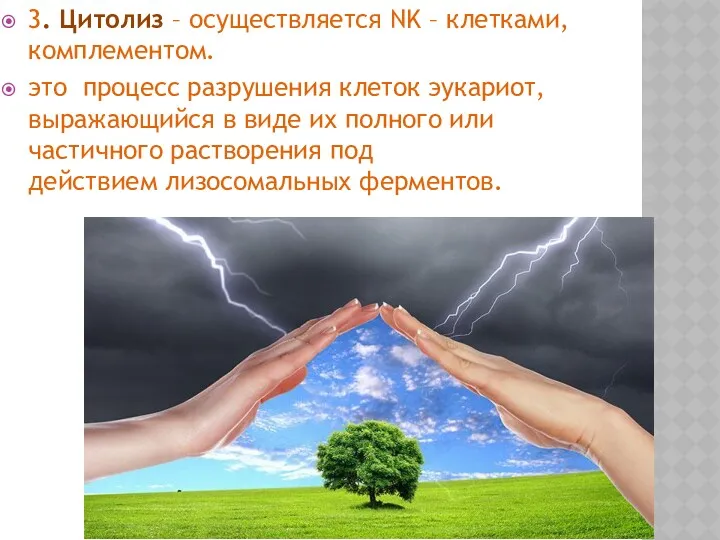 3. Цитолиз – осуществляется NK – клетками, комплементом. это процесс разрушения клеток эукариот,