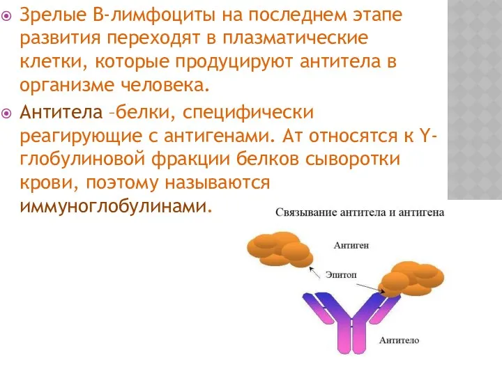 Зрелые В-лимфоциты на последнем этапе развития переходят в плазматические клетки, которые продуцируют антитела