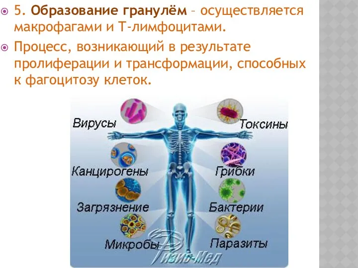 5. Образование гранулём – осуществляется макрофагами и Т-лимфоцитами. Процесс, возникающий в результате пролиферации