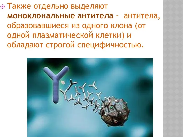 Также отдельно выделяют моноклональные антитела - антитела, образовавшиеся из одного клона (от одной