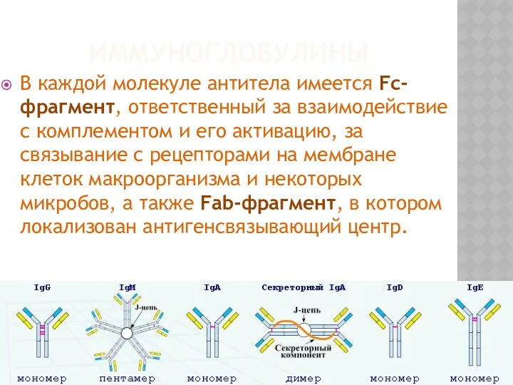 ИММУНОГЛОБУЛИНЫ В каждой молекуле антитела имеется Fc-фрагмент, ответствен­ный за взаимодействие с комплементом и