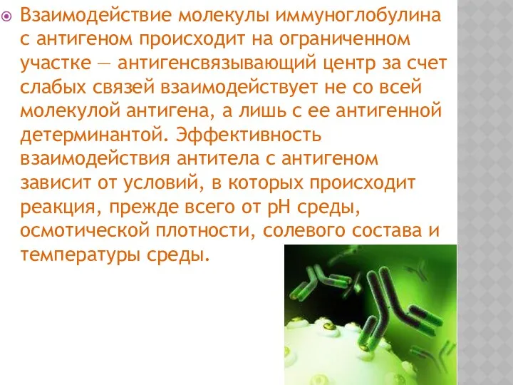 Взаимодействие молекулы иммуноглобулина с антигеном происходит на ограниченном участке — антигенсвязывающий центр за