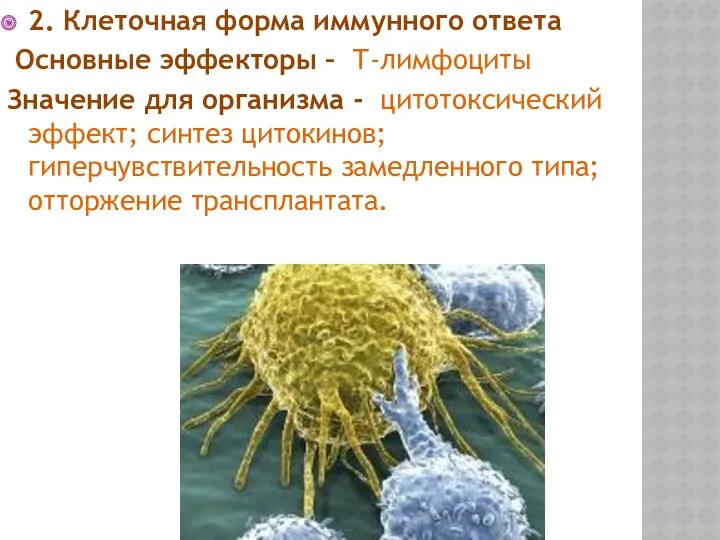2. Клеточная форма иммунного ответа Основные эффекторы – Т-лимфоциты Значение для организма -