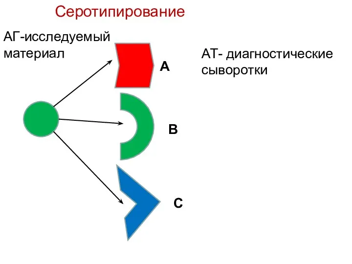 АГ-исследуемый материал АТ- диагностические сыворотки Серотипирование А В С