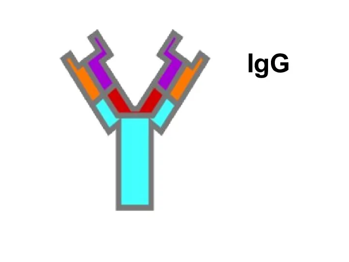 IgG