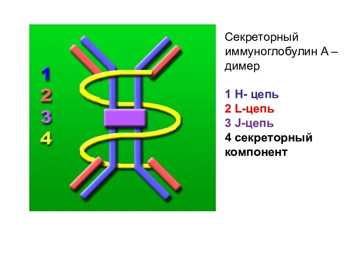 Секреторный иммуноглобулин A – димер 1 H- цепь 2 L-цепь 3 J-цепь 4 секреторный компонент