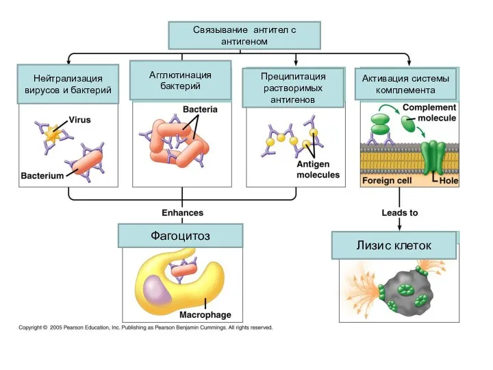 Связывание антител с антигеном Нейтрализация вирусов и бактерий Агглютинация бактерий