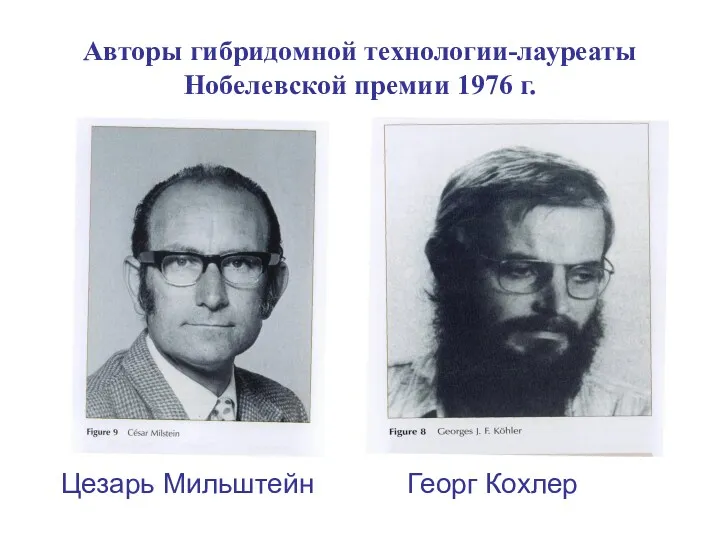 Авторы гибридомной технологии-лауреаты Нобелевской премии 1976 г. Цезарь Мильштейн Георг Кохлер