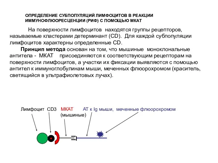 ОПРЕДЕЛЕНИЕ СУБПОПУЛЯЦИЙ ЛИМФОЦИТОВ В РЕАКЦИИ ИММУНОФЛЮОРЕСЦЕНЦИИ (РИФ) С ПОМОЩЬЮ МКАТ