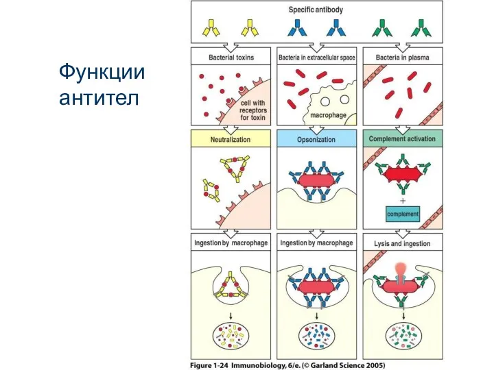 Функции антител