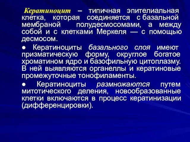 Кератиноцит – типичная эпителиальная клетка, которая соединяется с базальной мембраной