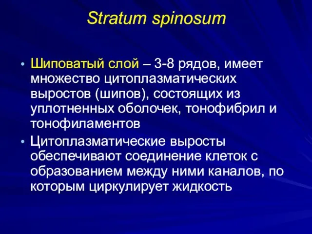 Stratum spinosum Шиповатый слой – 3-8 рядов, имеет множество цитоплазматических