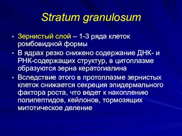 Stratum granulosum Зернистый слой – 1-3 ряда клеток ромбовидной формы В ядрах резко
