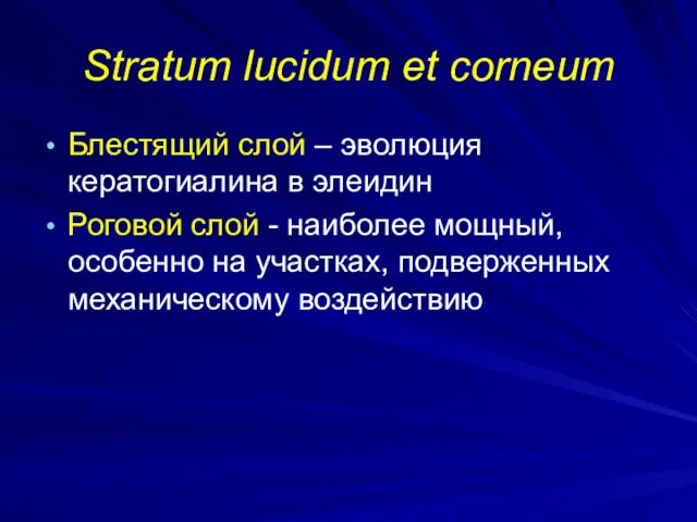 Stratum lucidum et corneum Блестящий слой – эволюция кератогиалина в элеидин Роговой слой