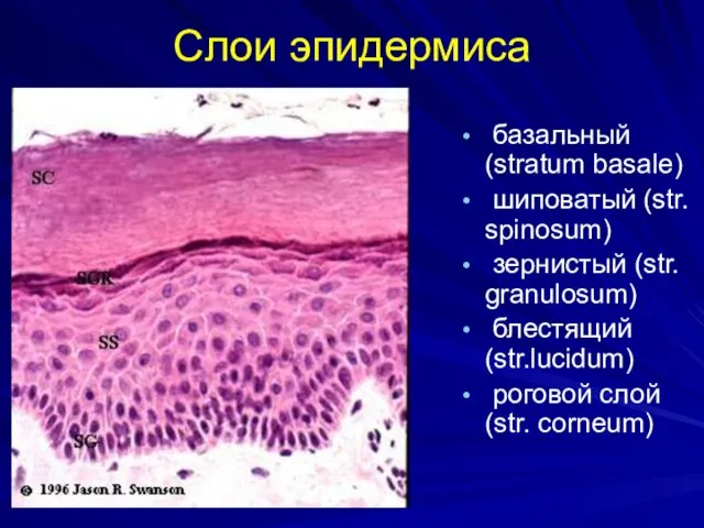 Слои эпидермиса базальный (stratum basale) шиповатый (str. spinosum) зернистый (str. granulosum) блестящий (str.lucidum)