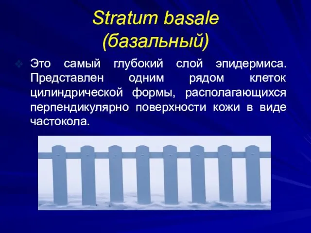 Stratum basale (базальный) Это самый глубокий слой эпидермиса. Представлен одним рядом клеток цилиндрической