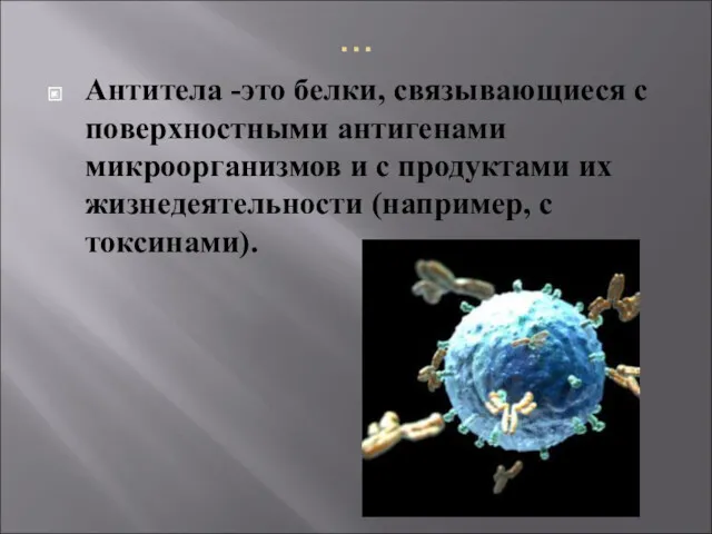 … Антитела -это белки, связывающиеся с поверхностными антигенами микроорганизмов и с продуктами их