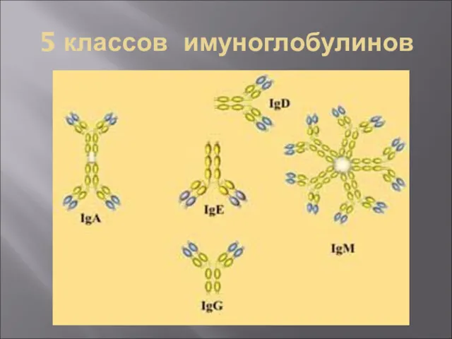 5 классов имуноглобулинов