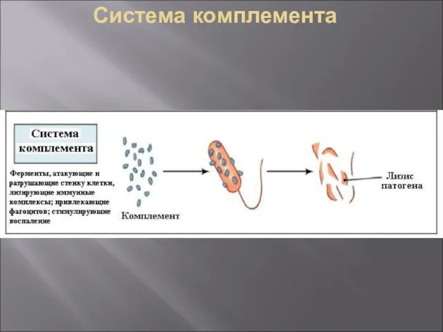 Система комплемента