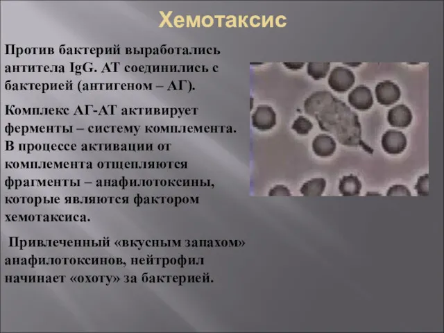 Хемотаксис Против бактерий выработались антитела IgG. АТ соединились с бактерией (антигеном – АГ).