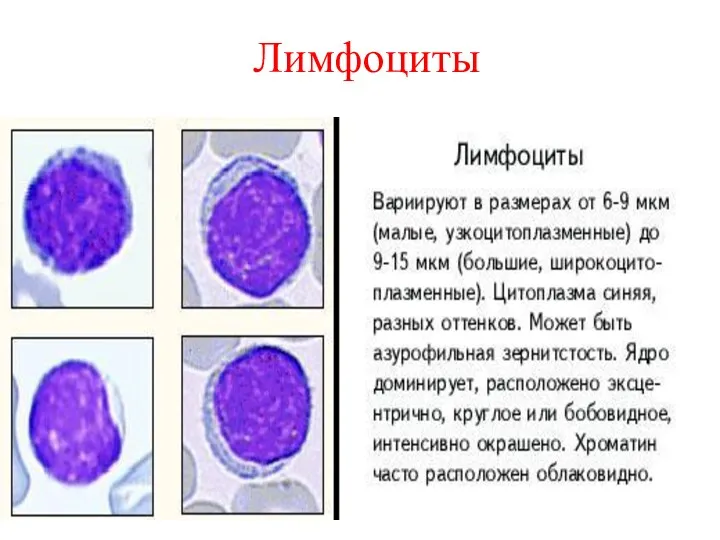 Лимфоциты