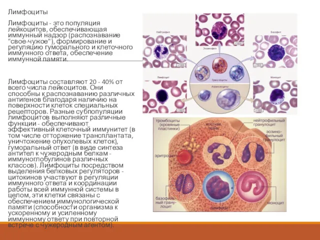 Лимфоциты Лимфоциты - это популяция лейкоцитов, обеспечивающая иммунный надзор (распознавание "свое-чужое"), формирование и
