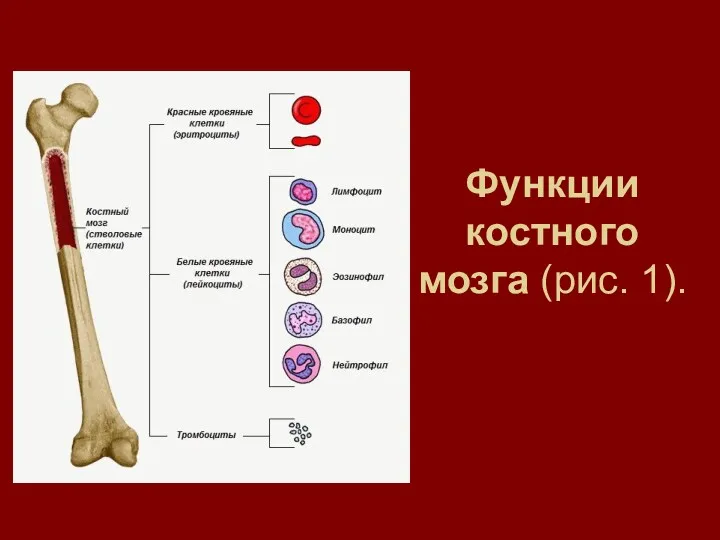 Функции костного мозга (рис. 1).