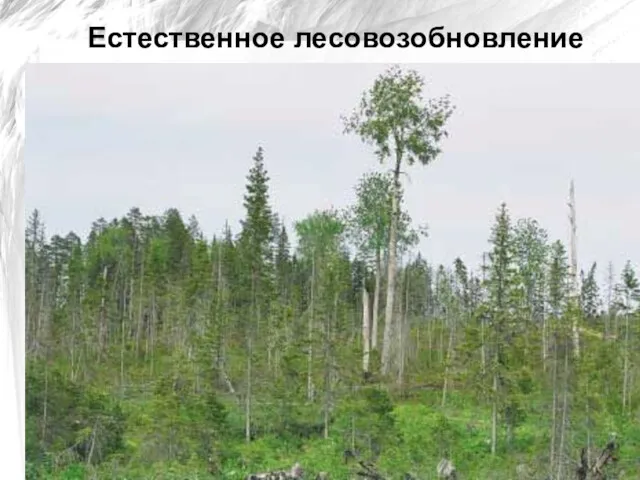 Естественное лесовозобновление