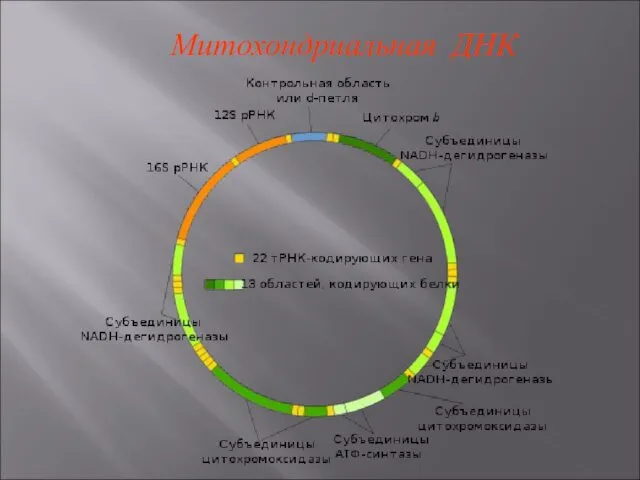 Митохондриальная ДНК