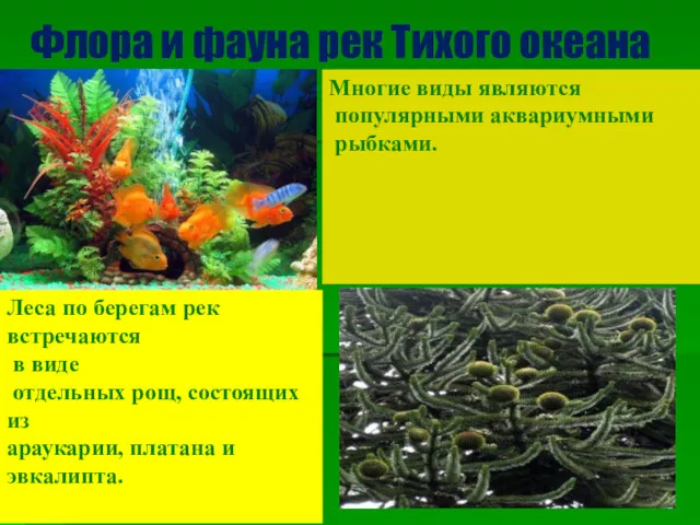 Флора и фауна рек Тихого океана Многие виды являются популярными аквариумными рыбками. Леса