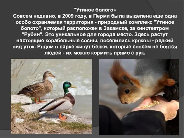 "Утиное болото» Совсем недавно, в 2009 году, в Перми была