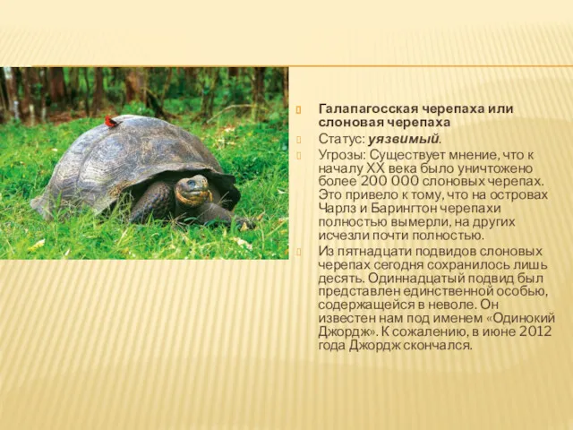 Галапагосская черепаха или слоновая черепаха Статус: уязвимый. Угрозы: Существует мнение,