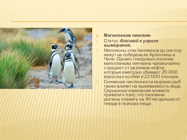 Магелланов пингвин Статус: близкий к угрозе вымирания. Миллионы этих пингвинов