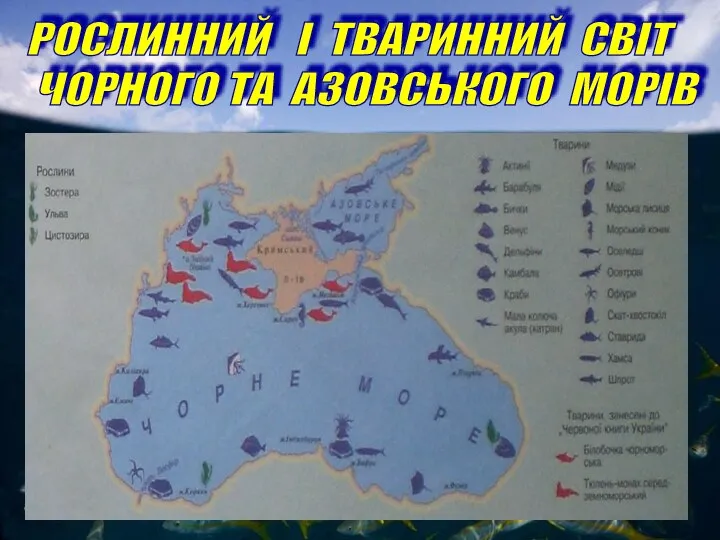 РОСЛИННИЙ І ТВАРИННИЙ СВІТ ЧОРНОГО ТА АЗОВСЬКОГО МОРІВ