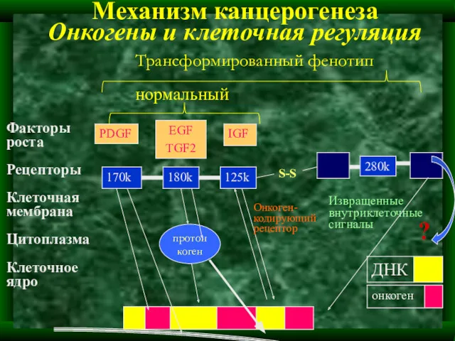 Механизм канцерогенеза Онкогены и клеточная регуляция Трансформированный фенотип протонкоген