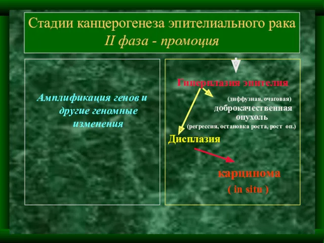 Стадии канцерогенеза эпителиального рака II фаза - промоция Амплификация генов