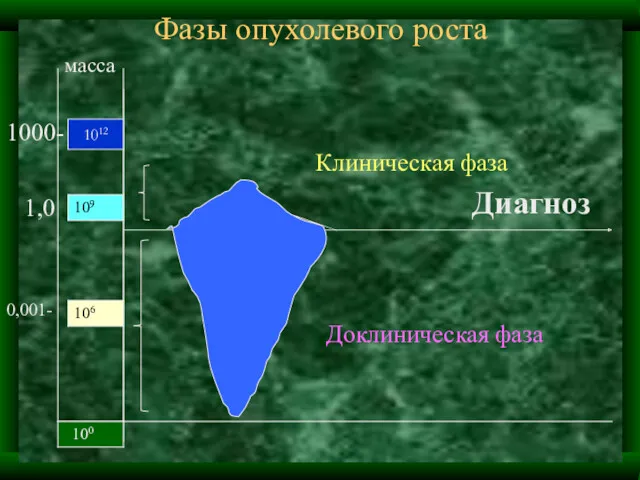 Фазы опухолевого роста 1012