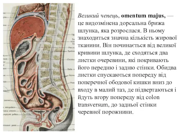 Великий чепець, omentum majus, — це видозмiнена дорсальна брижа шлунка, яка розрослася. В